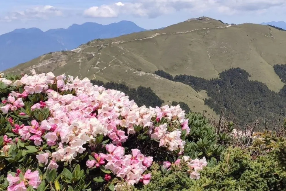 合歡山杜鵑