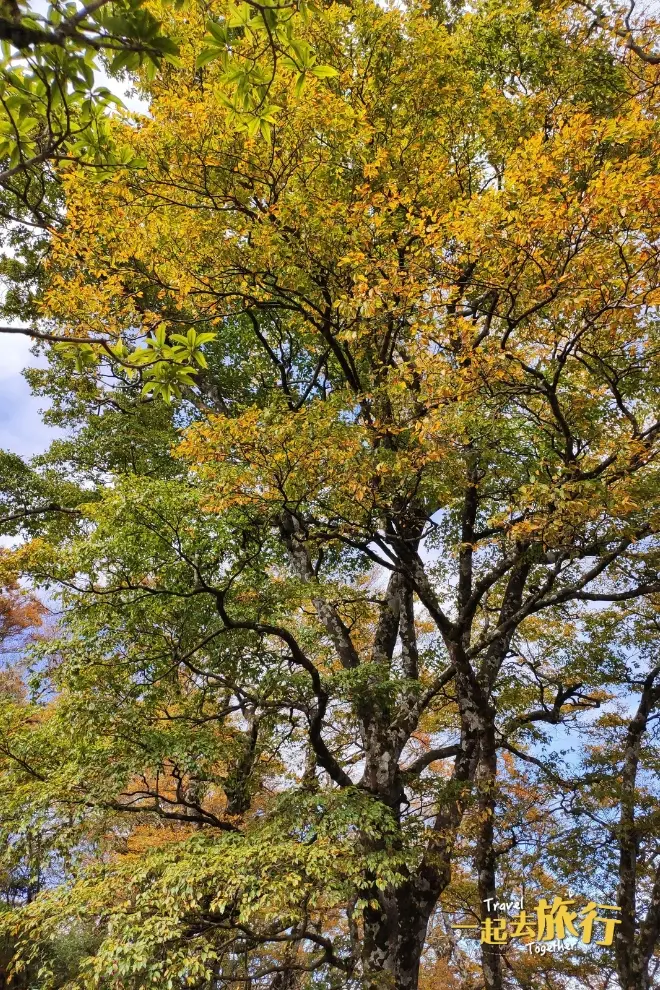 台灣山毛櫸步道