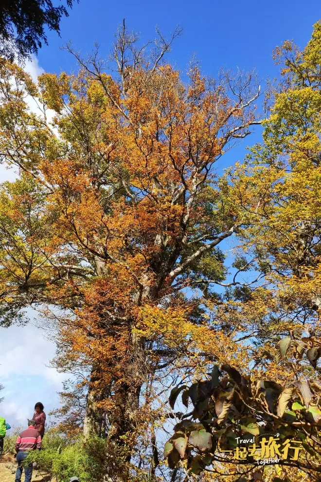 台灣山毛櫸步道
