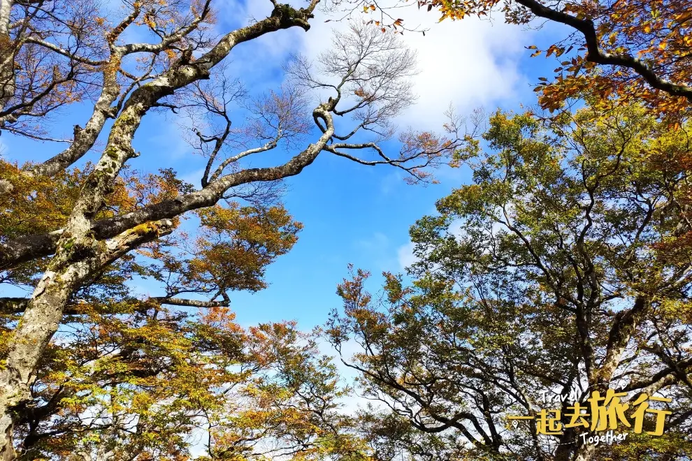 台灣山毛櫸步道